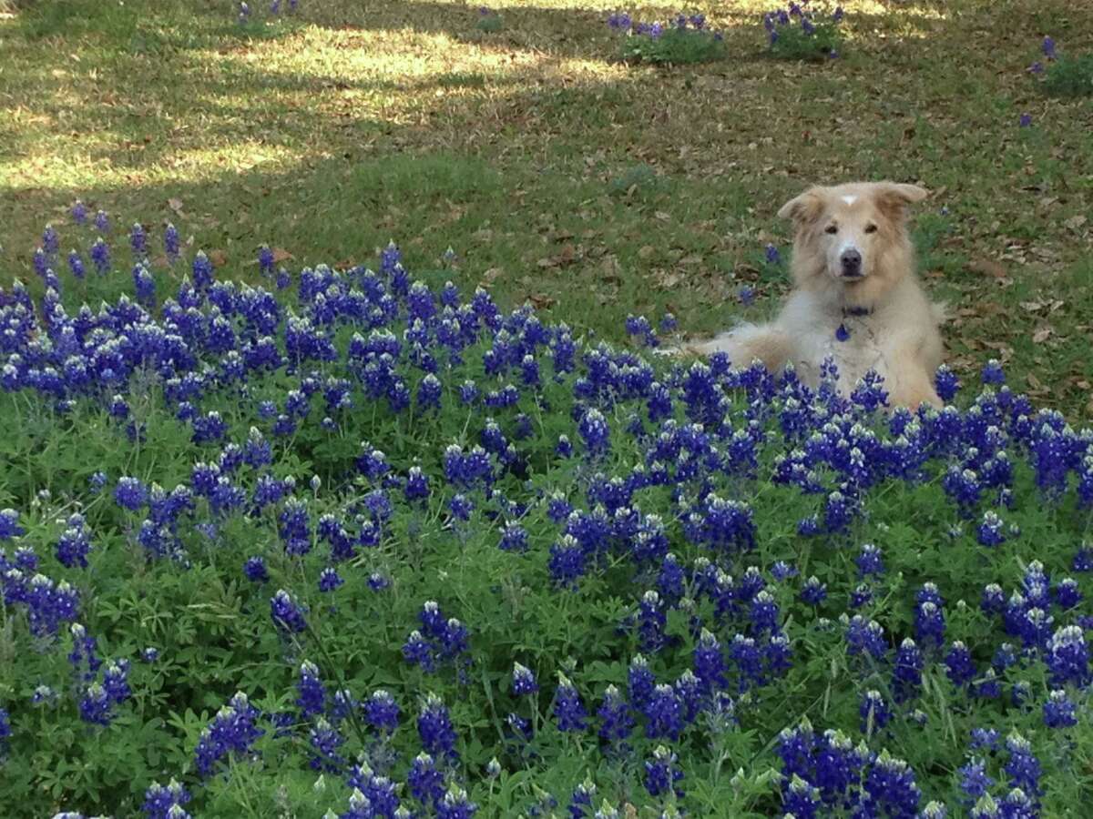 Your Texas wildflower season forecast