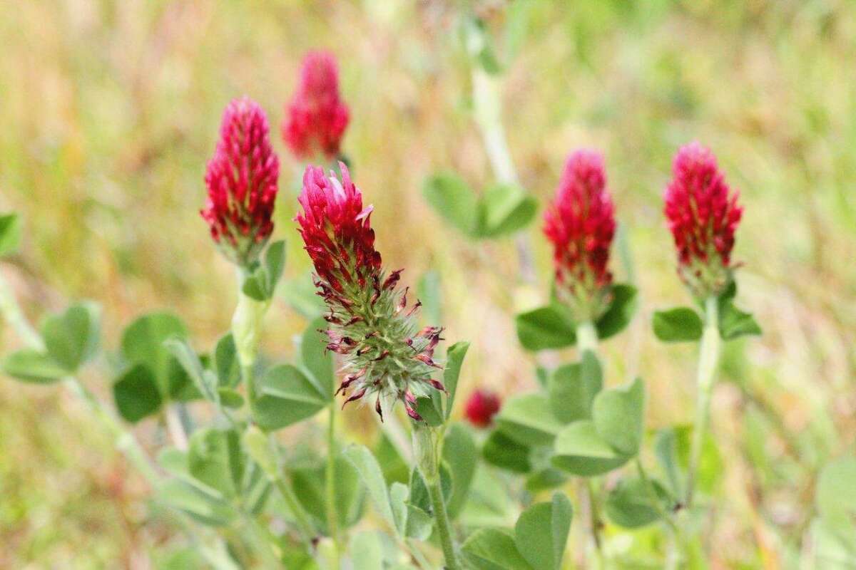 Your Texas wildflower season forecast