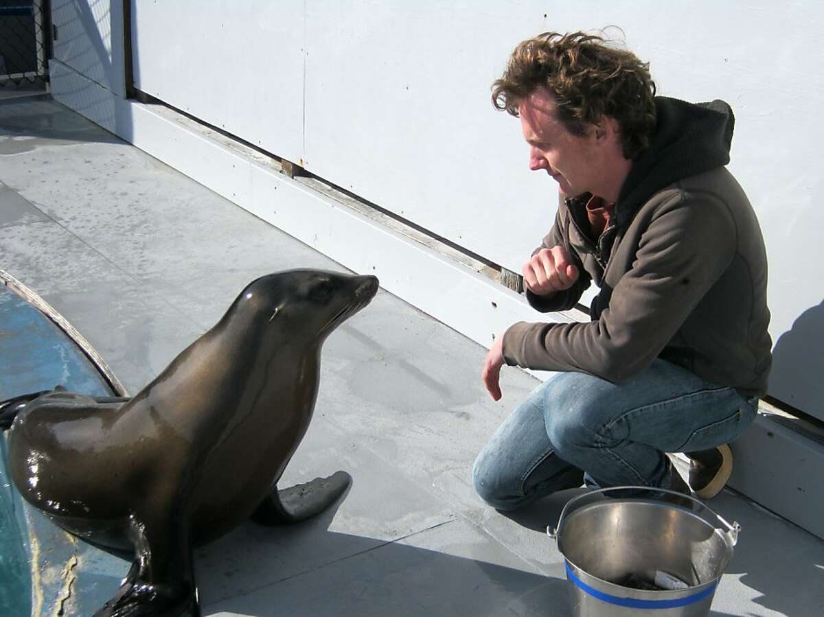 UC Santa Cruz graduate student Peter Cook trained Ronan, a California sea lion, to bob her head in time with a rhythm.