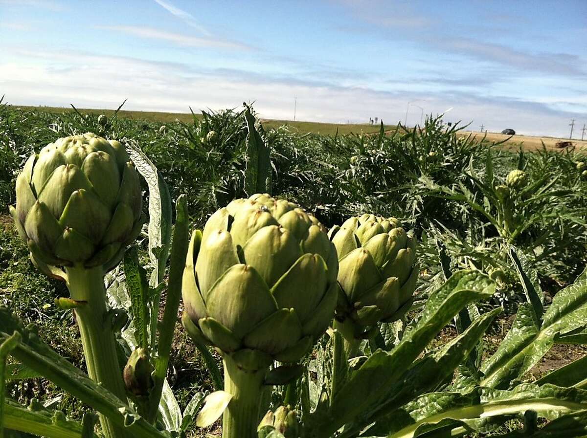 Feasting on artichokes in Monterey County