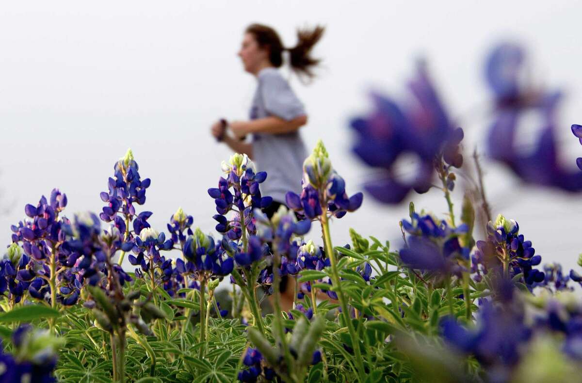 A patch of bluebonnets treats a jogger's eyes in T.C. Jester Park.