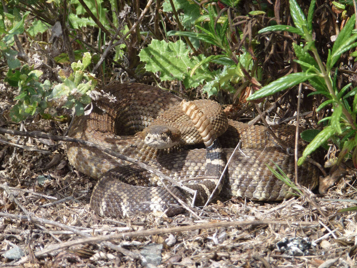 Look Out For Rattlers: 'Bumper Crop' Of Snakes Expected In Bay Area ...