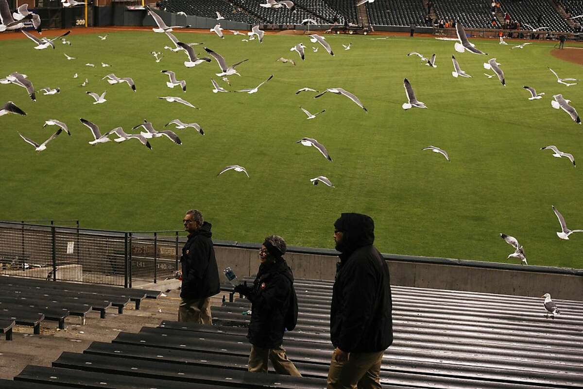 AT&T Park employees attempt to scare the seagulls away after a game between the Giants and the A's on Friday, March 29th. Seagulls gather after baseball games at Candlestick Park to eat leftover food.
