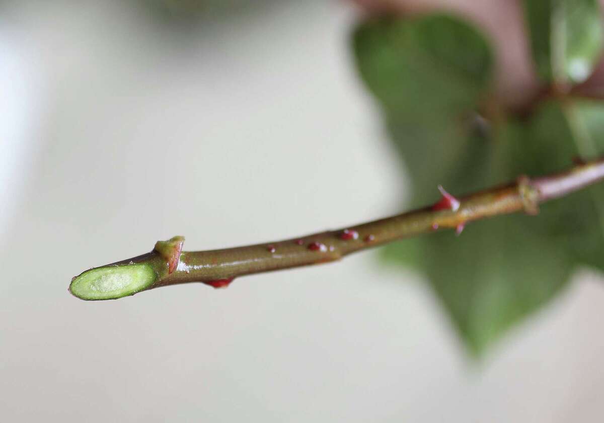 Tips for lasting floral arrangements