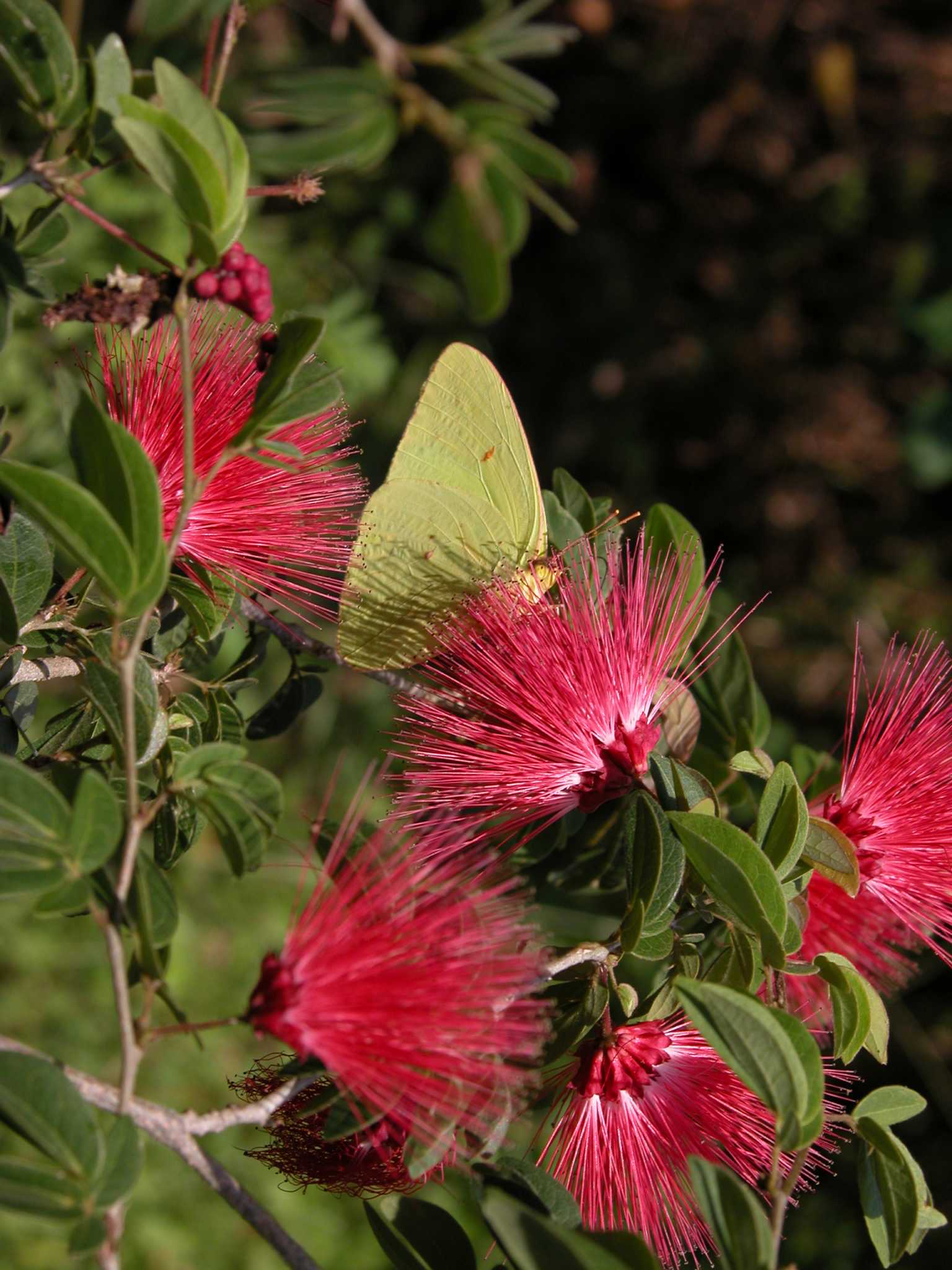 april-opens-with-a-full-calendar-of-garden-events