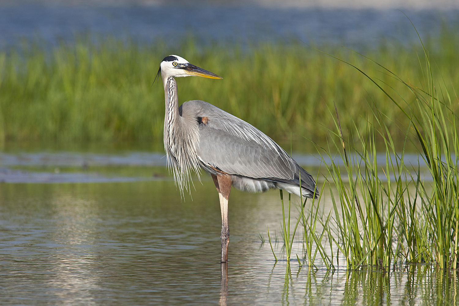 Galveston Island Offers A Host Of Bird-watching Opportunities