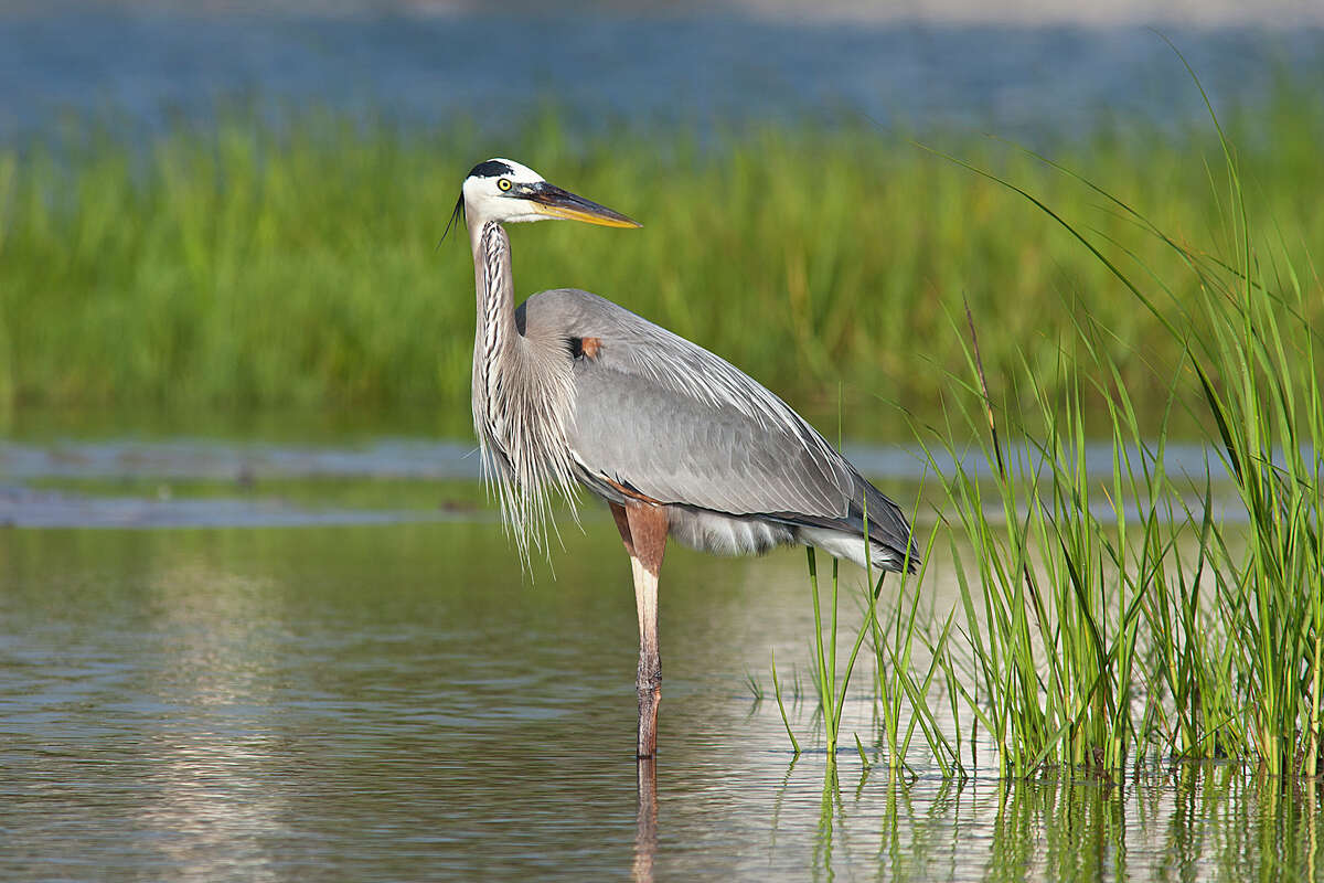 Galveston Island offers a host of bird-watching opportunities