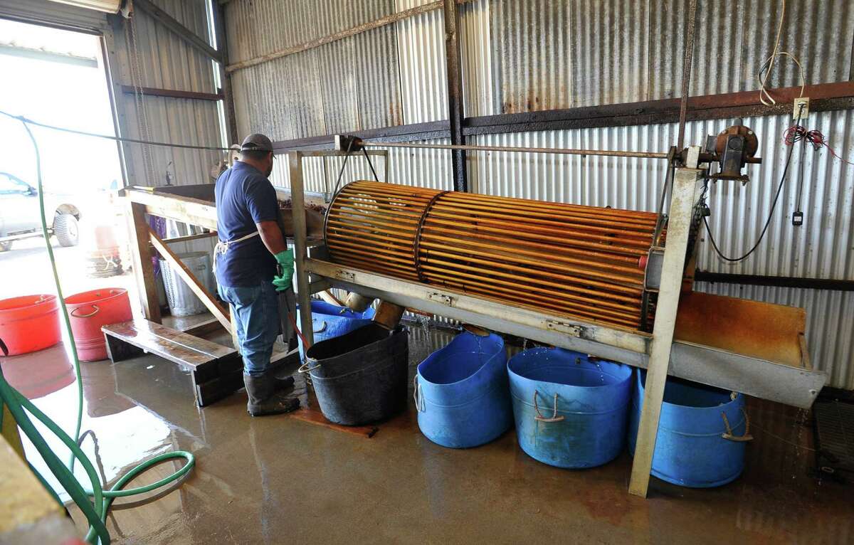 Price of crawfish brings out thieves