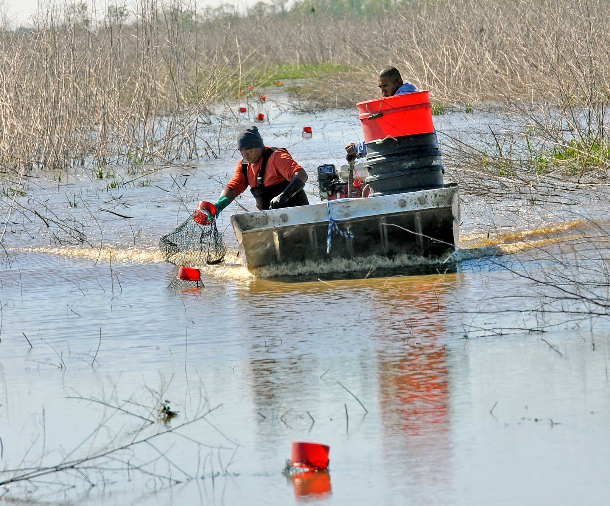 Price of crawfish brings out thieves