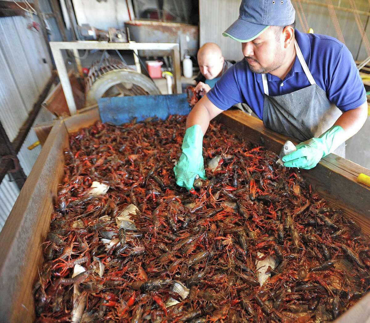 Price of crawfish brings out thieves