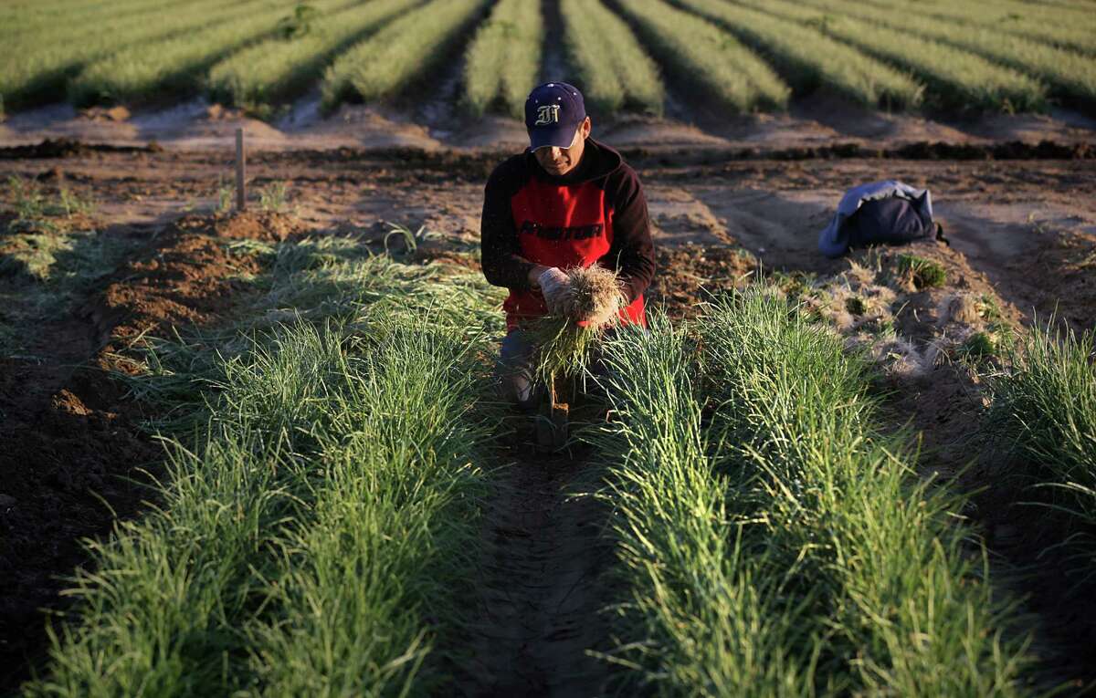Mario Segura, an immigrant worker, harvests onion plants at Dixondale Farms just outside Carrizo Springs on Friday, April 5, 2013.