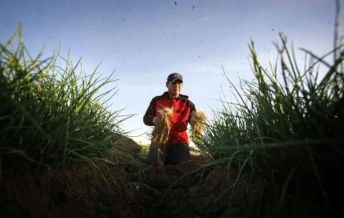 Mario Segura, an immigrant worker, shakes the dirt off onion plants he is harvesting at Dixondale Farms in South Texas.