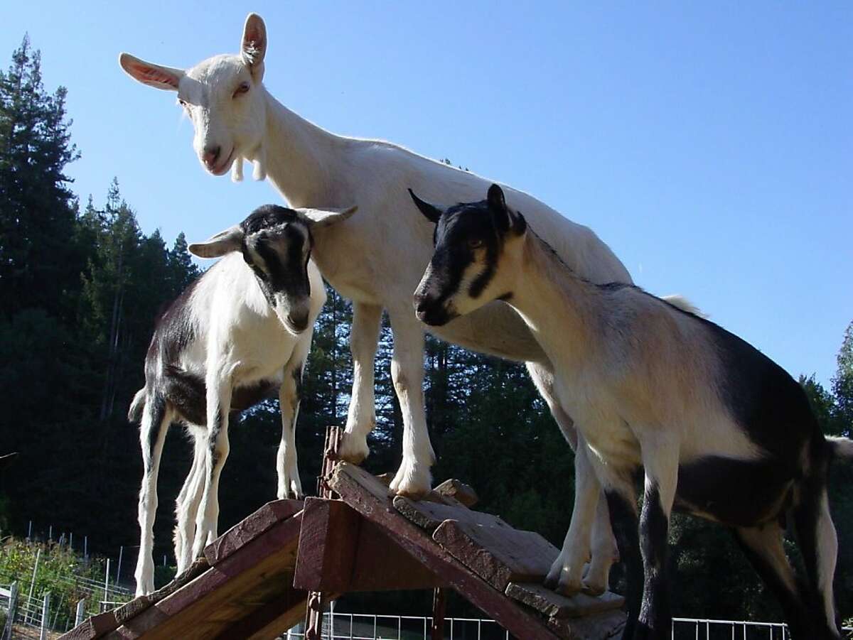 Goats from Redwood Hill Farm in Sebastopol, a woman-owned, family-operated, sustainably-farmed goat dairy.
