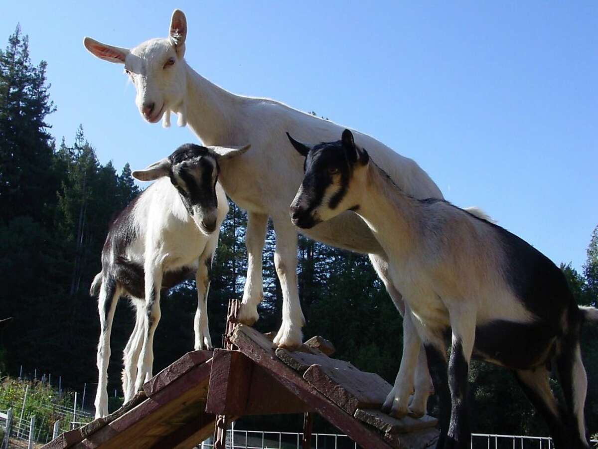 Goat Festival