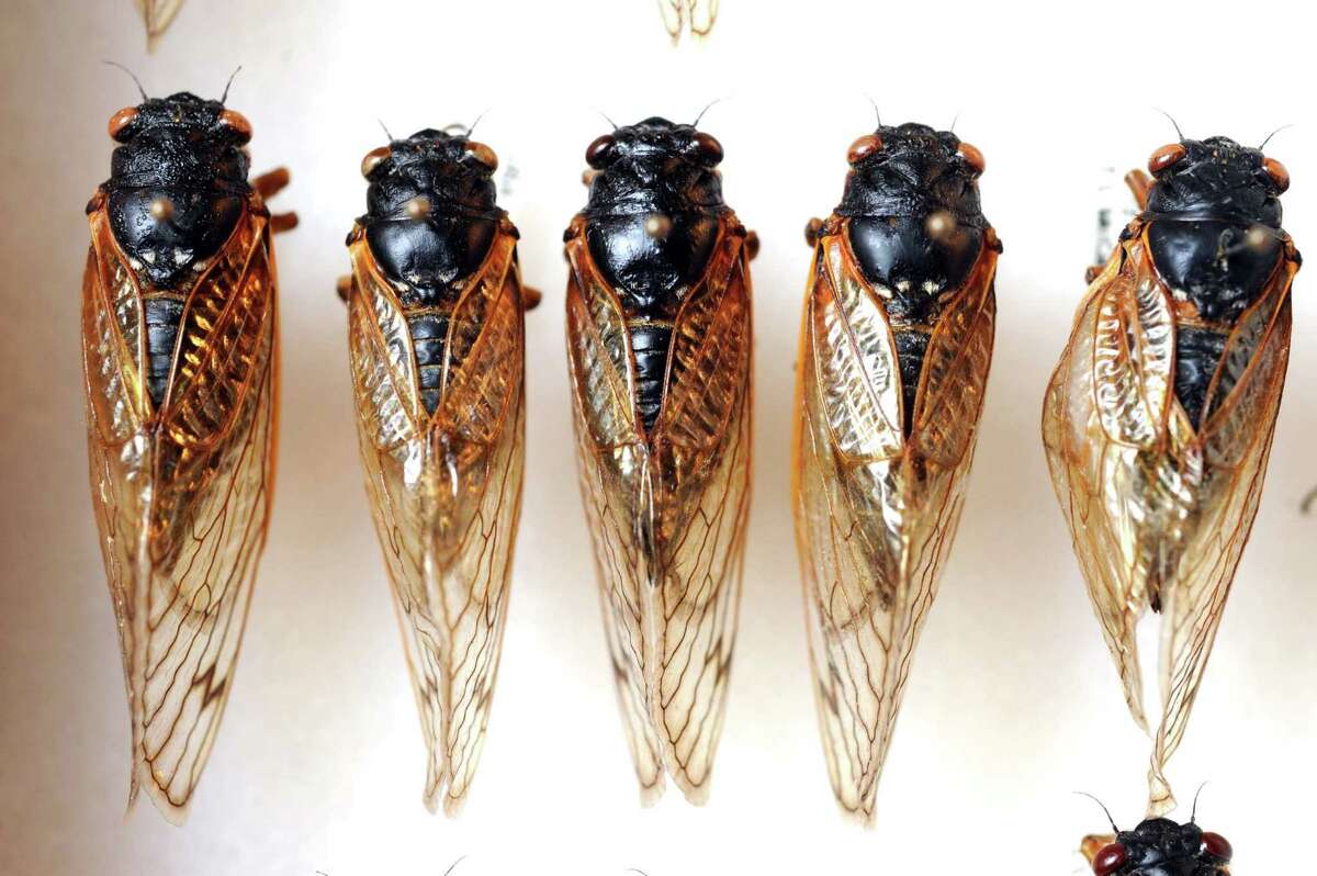 Cicadas returning after 17year sleep