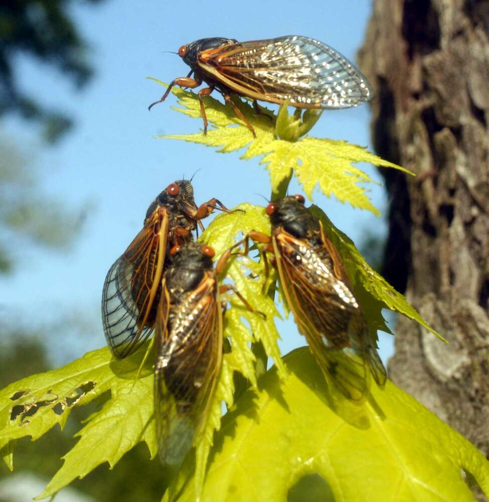 Cicadas returning after 17-year sleep