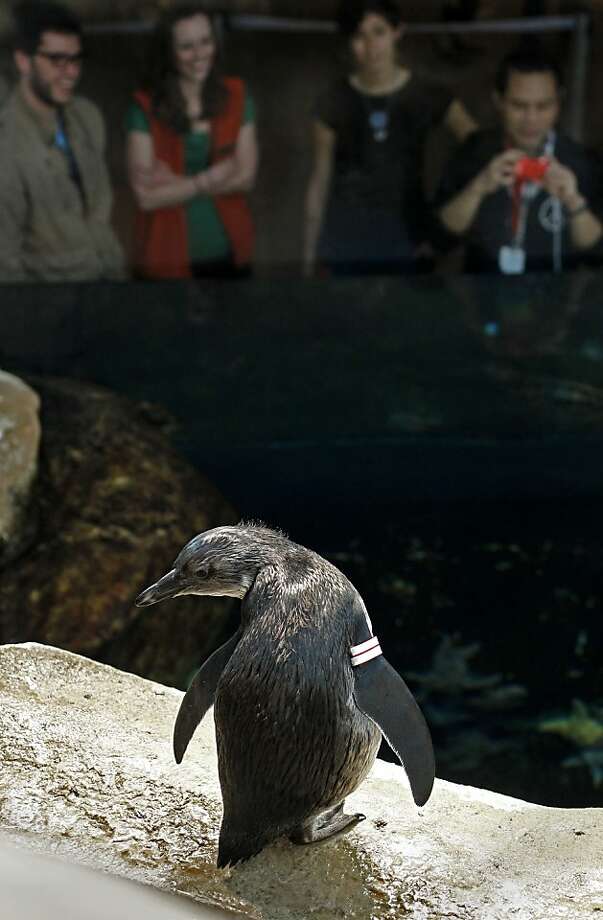Cal Academy introduces baby penguin - SFGate
