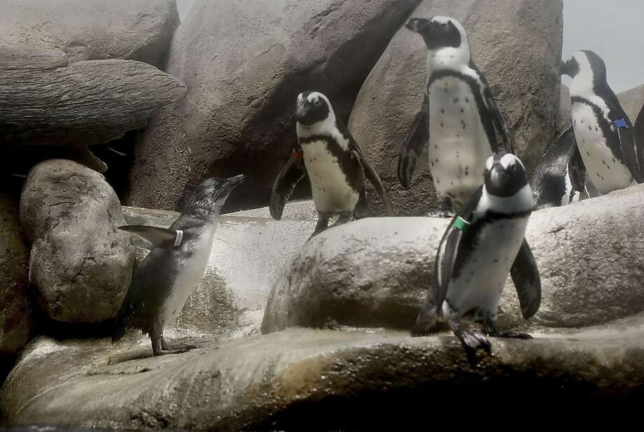 Cal Academy introduces baby penguin - San Antonio Express-News