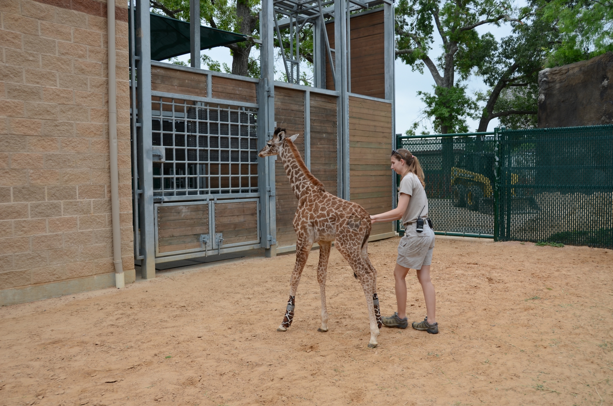 Houston Zoo's baby giraffe fights back against bone infection