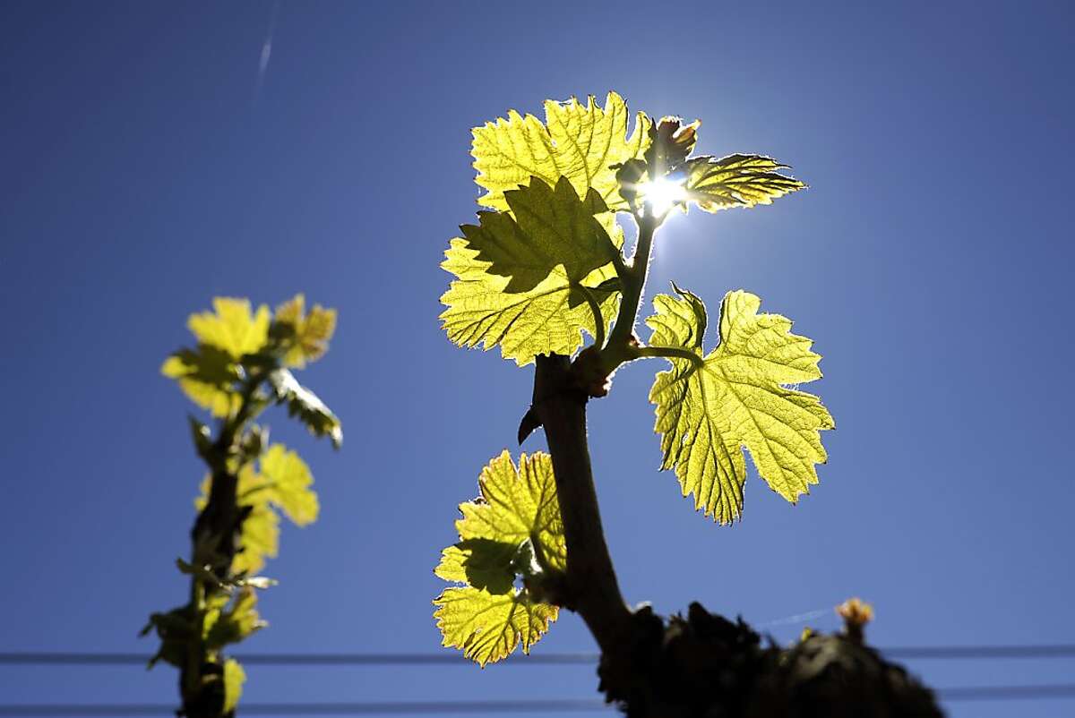 Climate change's effect on California wines