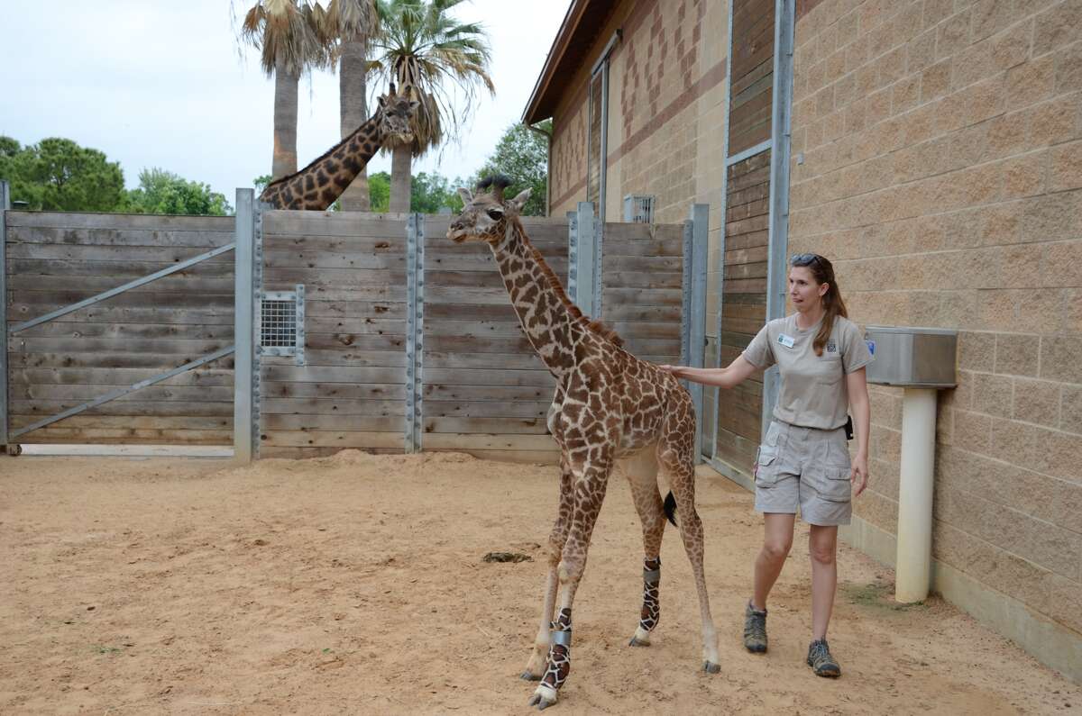 Houston Zoo's baby giraffe fights back against bone infection