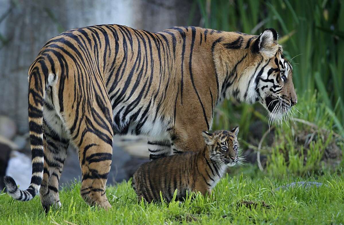 SF Zoo's tiger cub sees the world