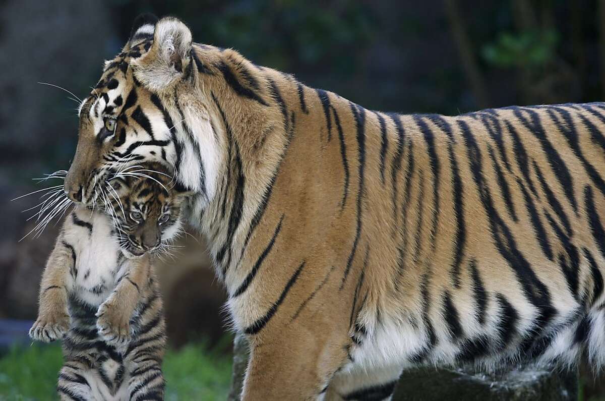 Sf Zoo's Tiger Cub Sees The World