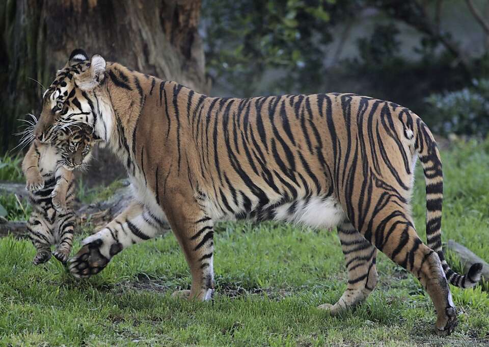 SF Zoo's tiger cub sees the world