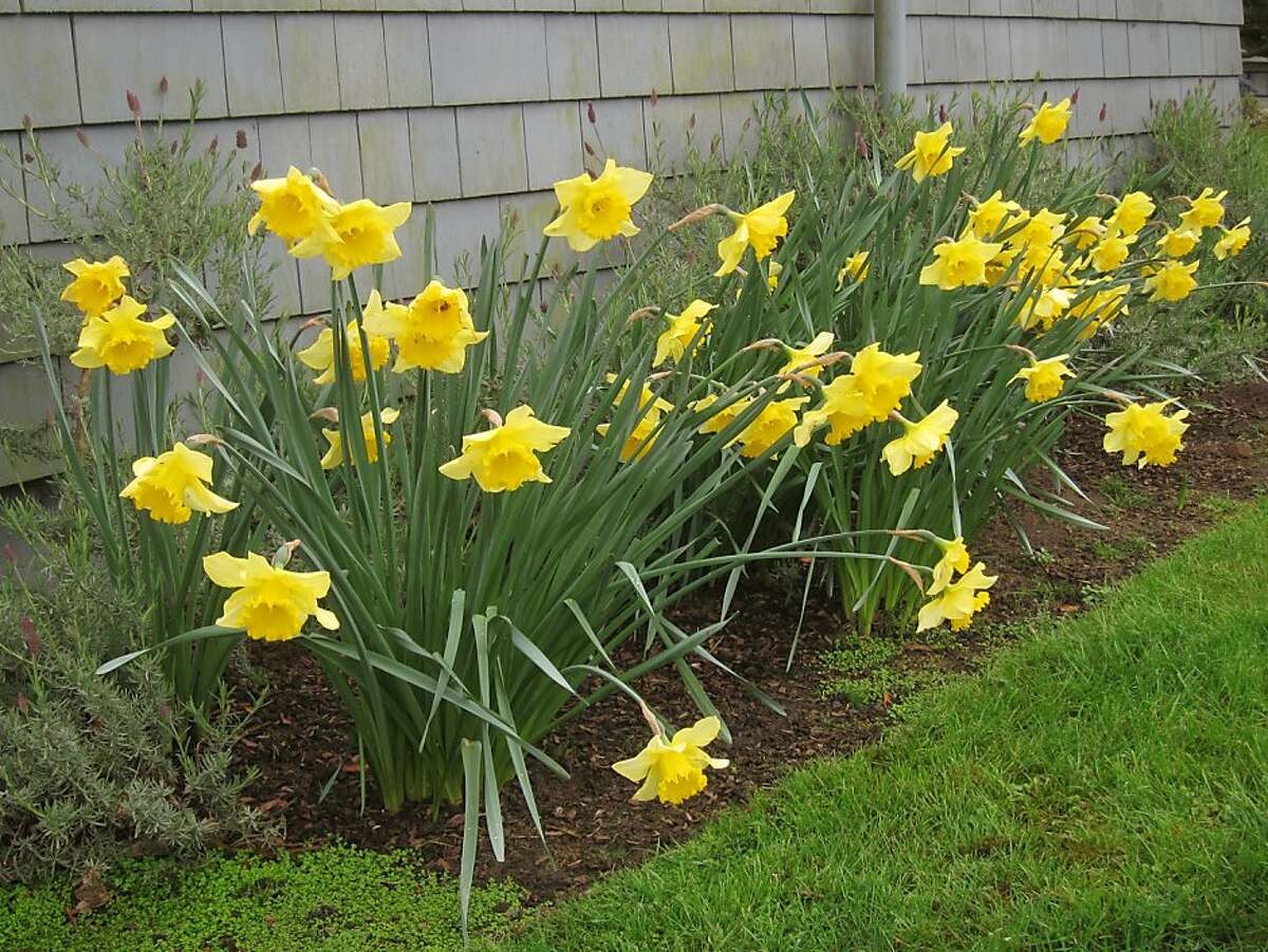 Daffodils need sun, soil, leaves to bloom