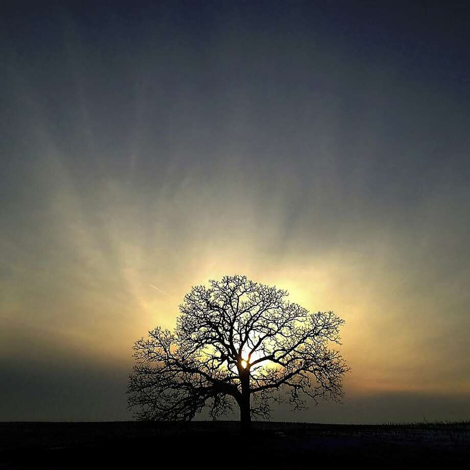 That tree. The first Tree.