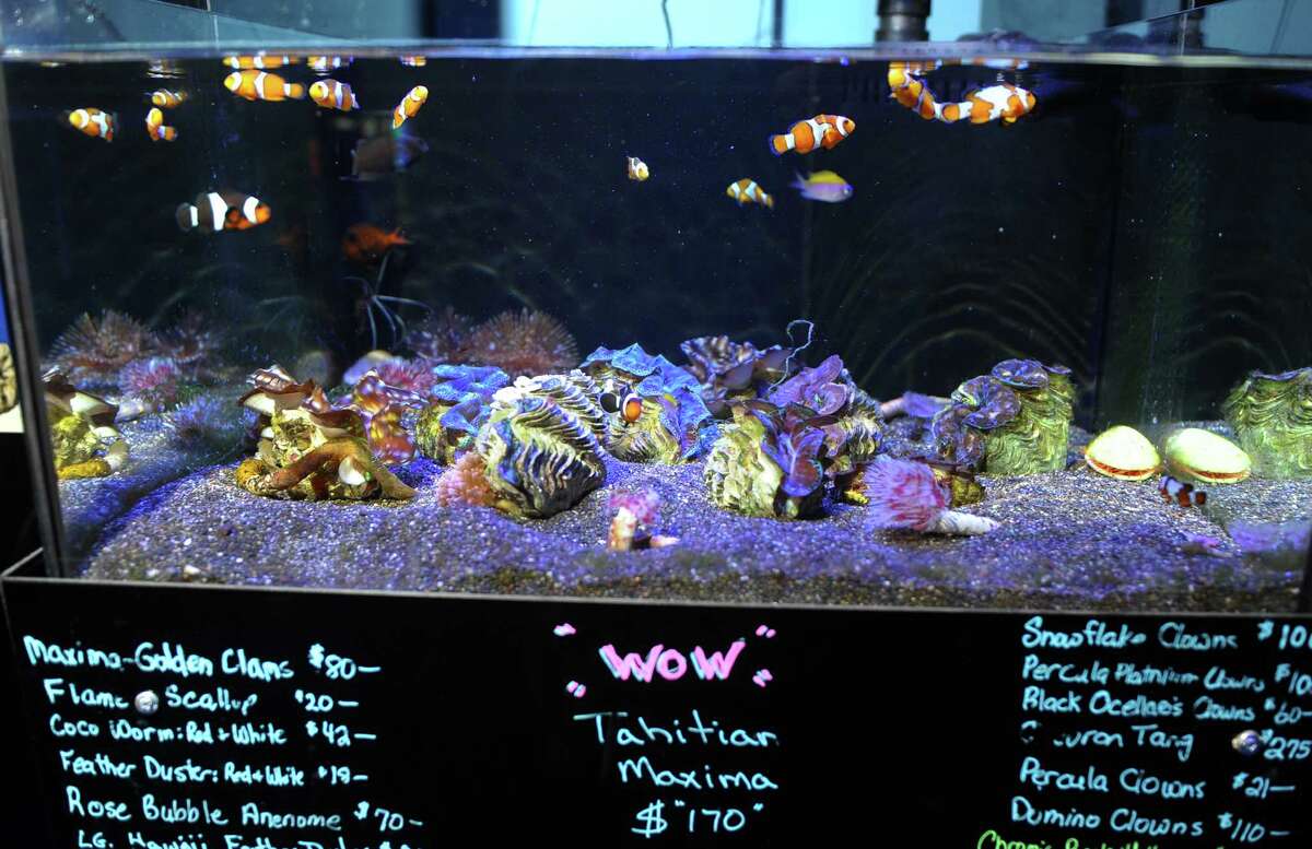 "Reefers" at new aquarium shop in Stratford
