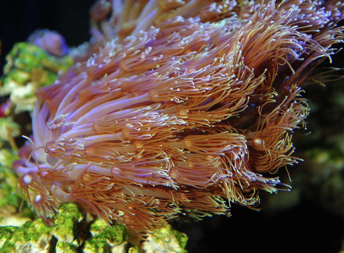 "Reefers" at new aquarium shop in Stratford