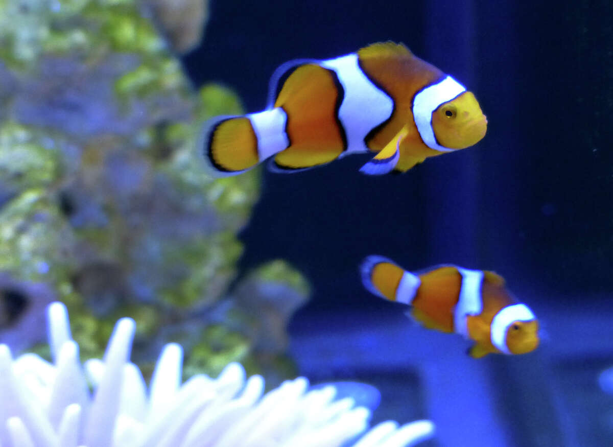 "Reefers" at new aquarium shop in Stratford