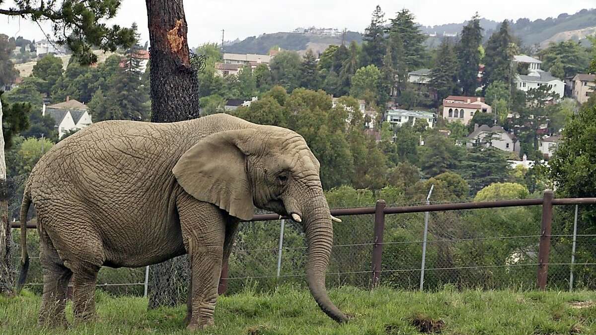 AN APOLOGY TO ELEPHANTS: Oakland Zoo.