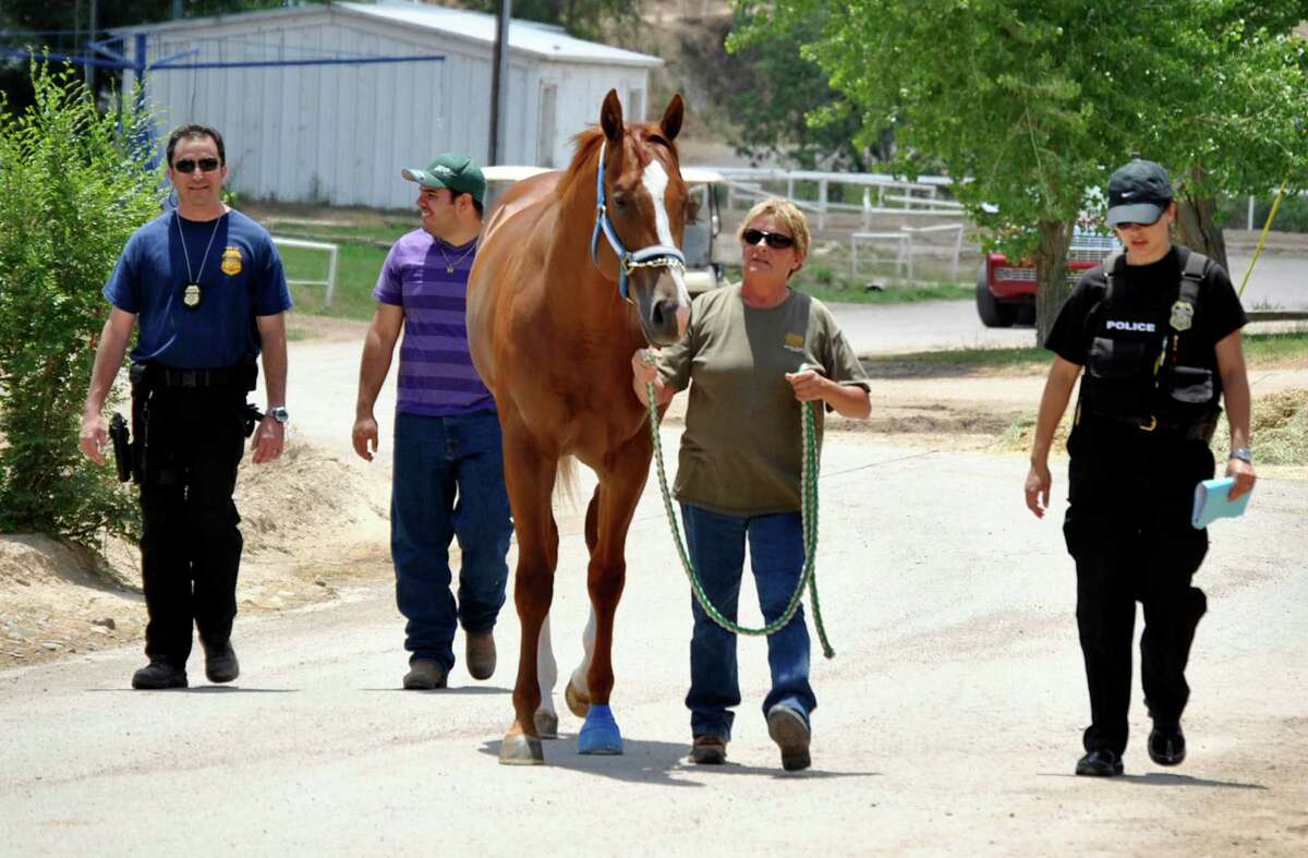 Law enforcement personnel take a horse away from the stable at Ruidoso Downs Racetrack on June 12, 2012 after suspects allegedly used drug money to set up and run horse operations in the southwest United States.