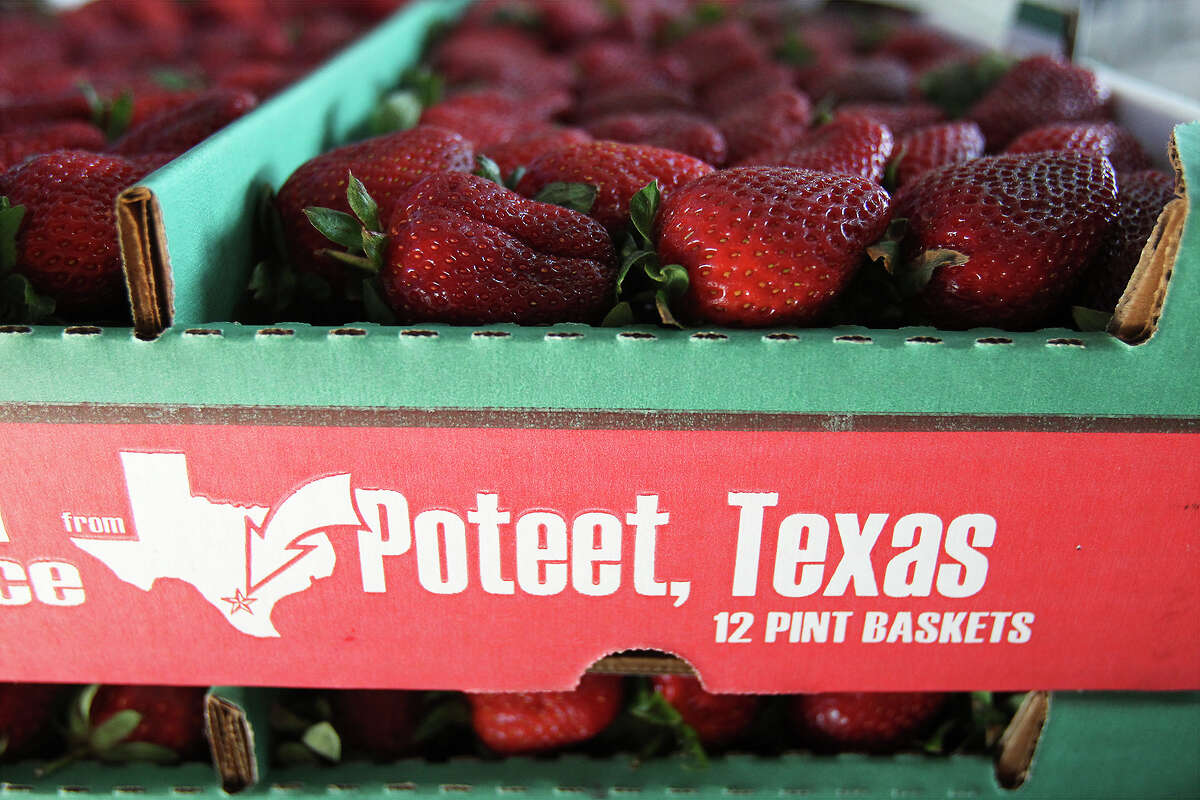 Strawberry celebration paints Poteet red