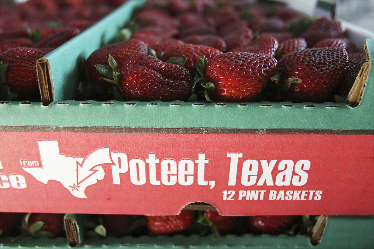 Strawberry celebration paints Poteet red