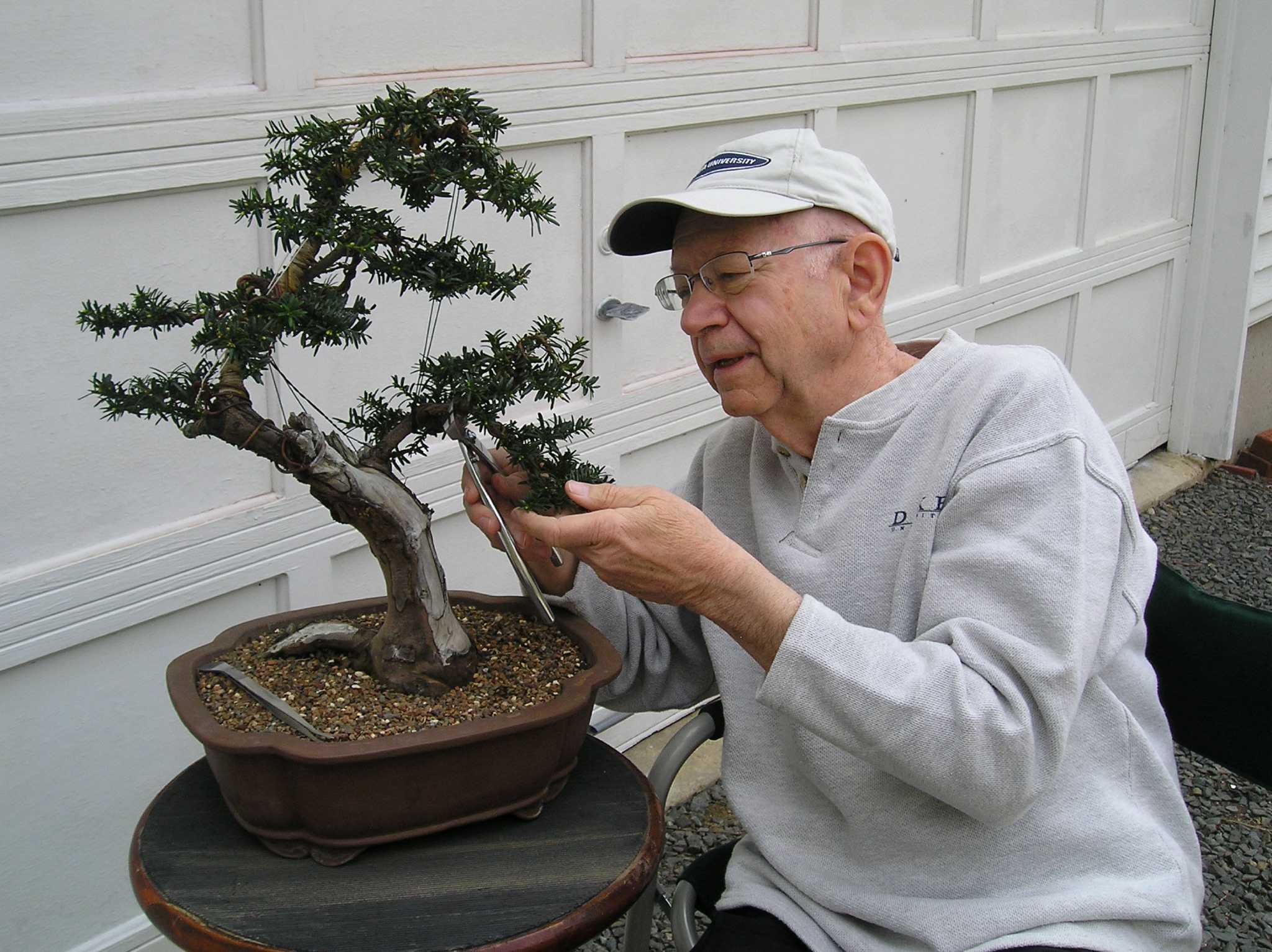 Story trees Bonsai art on view at Stamford Museum Connecticut Post