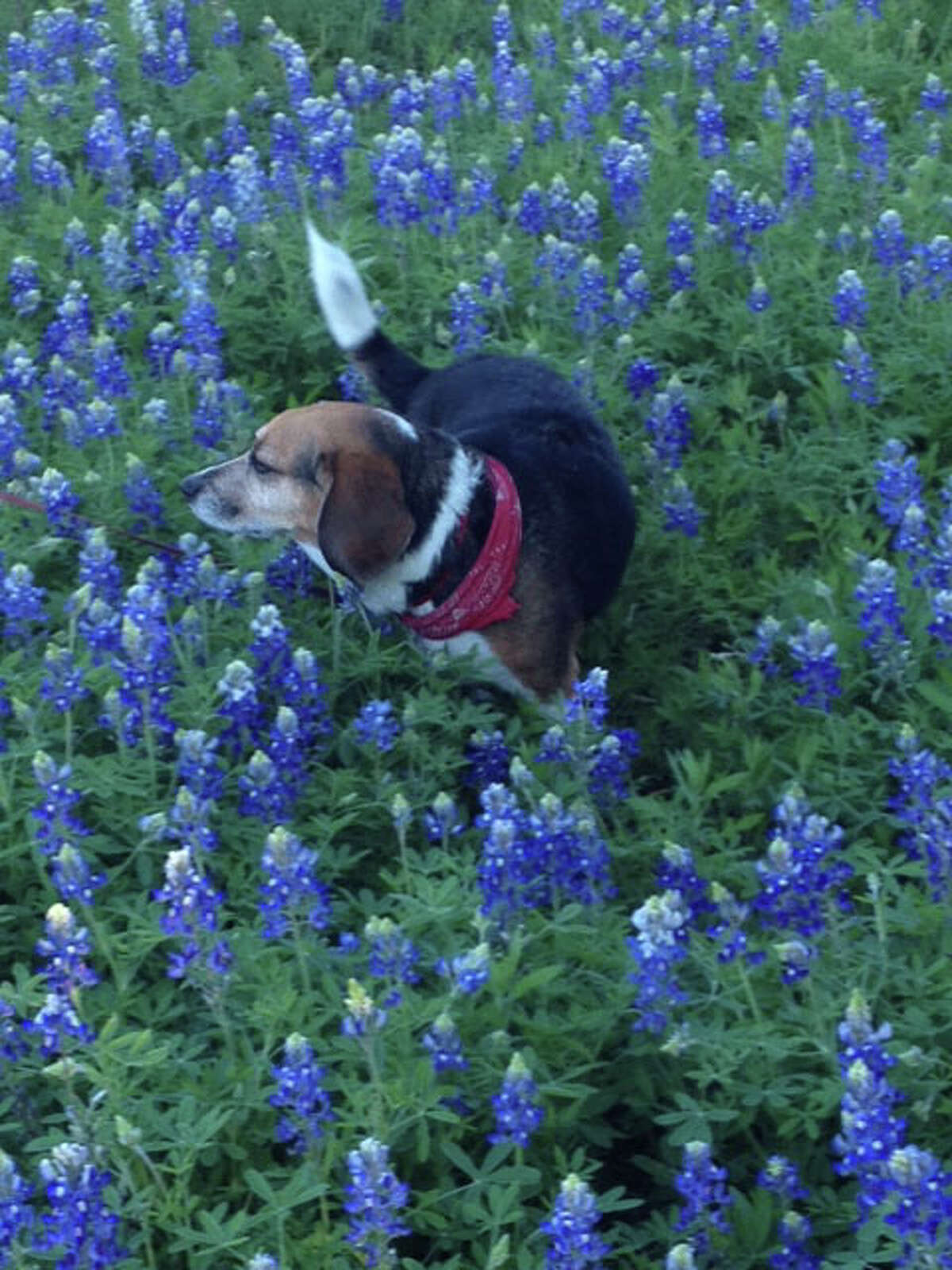 Your Texas wildflower season forecast