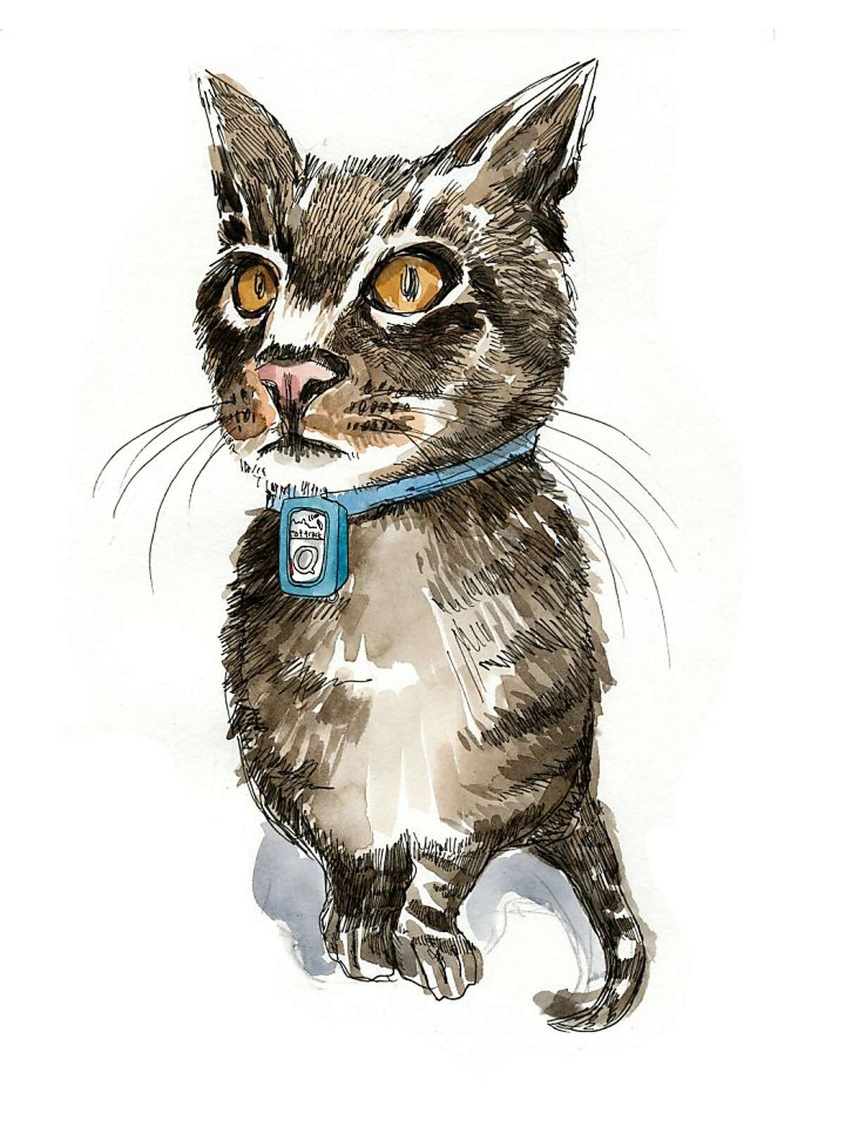 A drawing of Tibby, from Lost Cat, by Caroline Paul and illustrated by Wendy MacNaughton