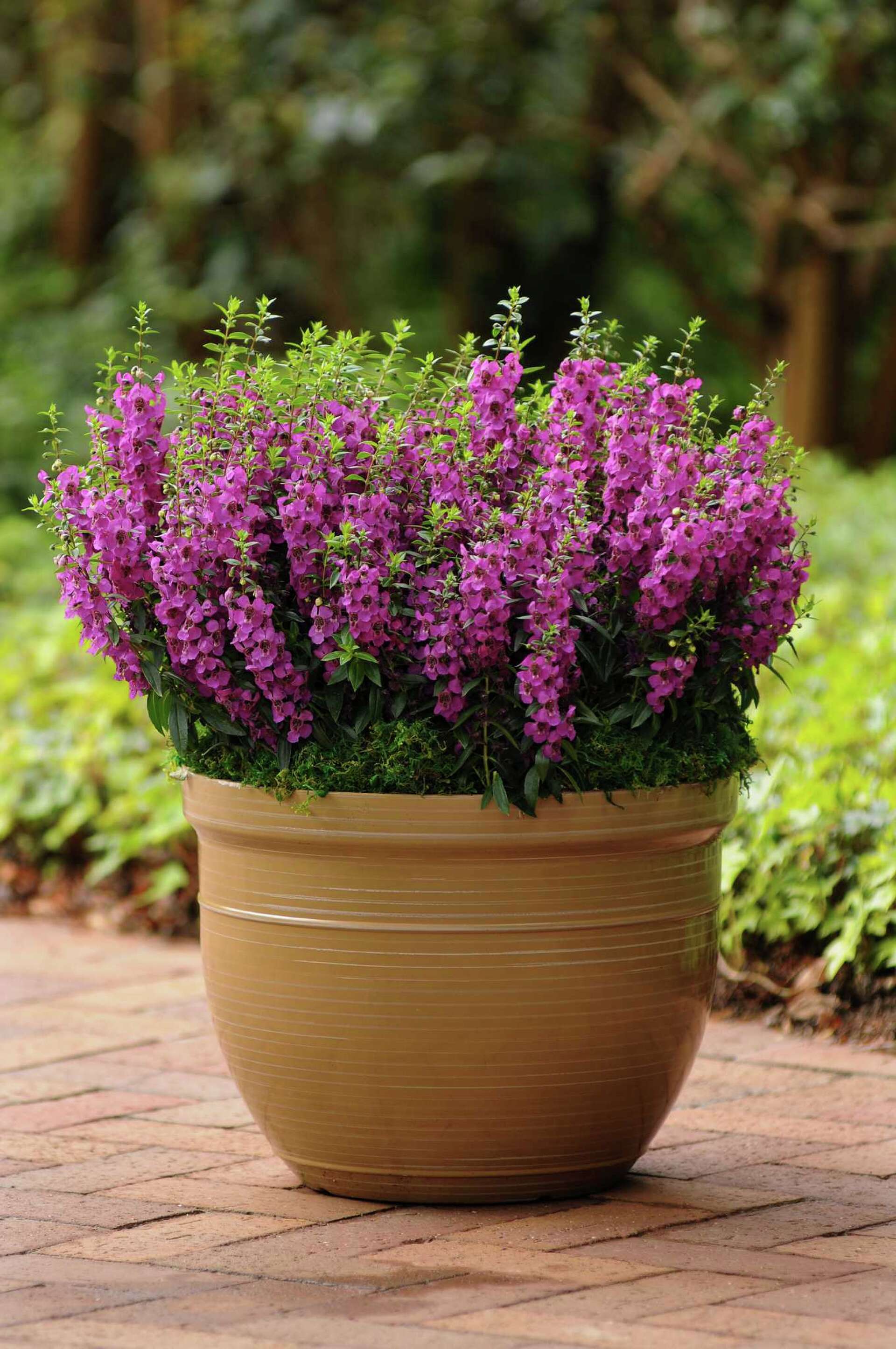 Century plant flowers only once in its lifetime