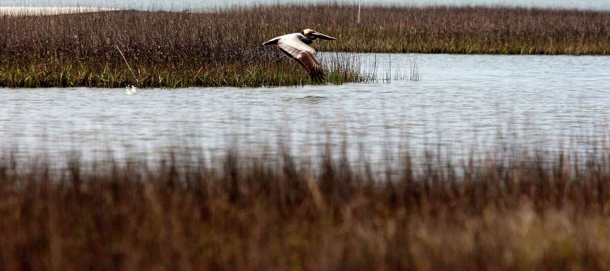Kayak tour introduces teenagers to Galveston marshes