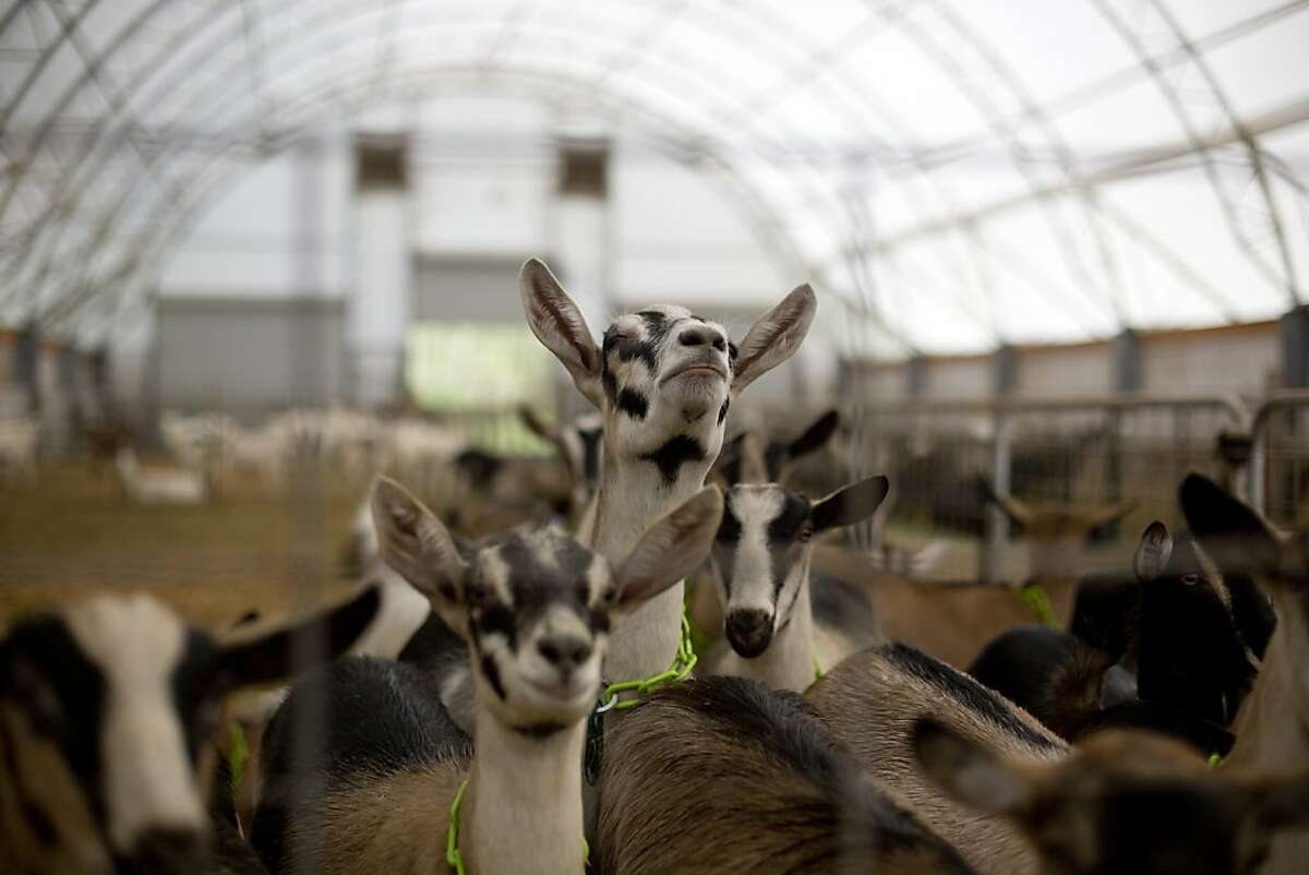 Goats at the Cypress Grove Chevre farm outside of McKinleyville, CA, are seen. Cypress Grove Chevre is famous for its Humboldt Fog cheese.