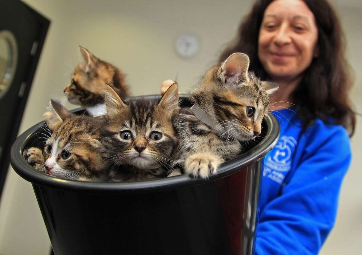 Kittens in a bucket!
