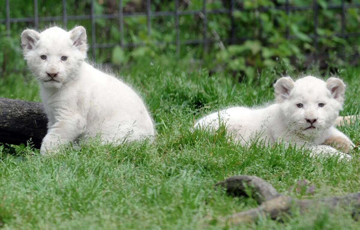 Baby animals are here to soothe your troubled mind