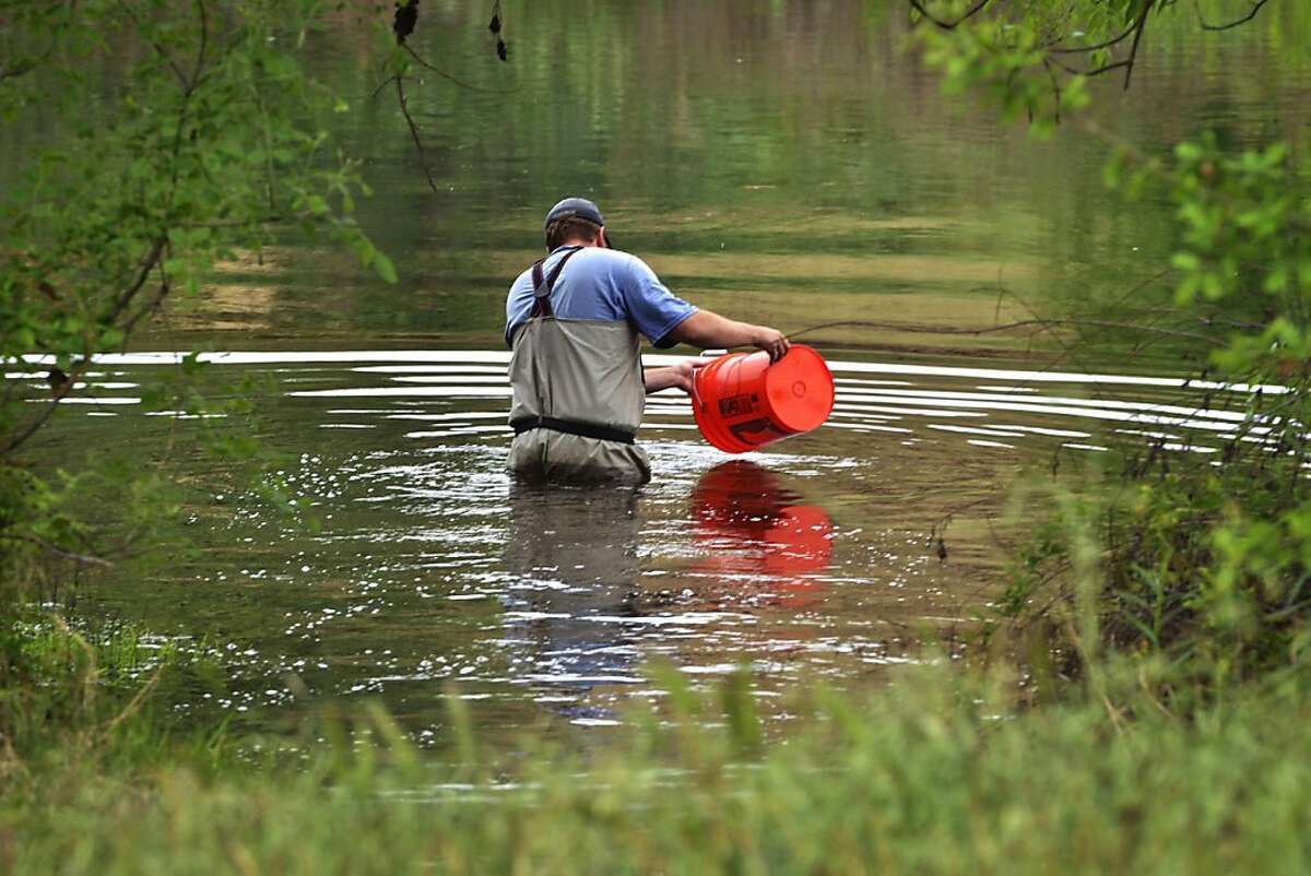 A fisheries biologist releases a bucket of juvenile chinook salmon into the San Joaquin River.