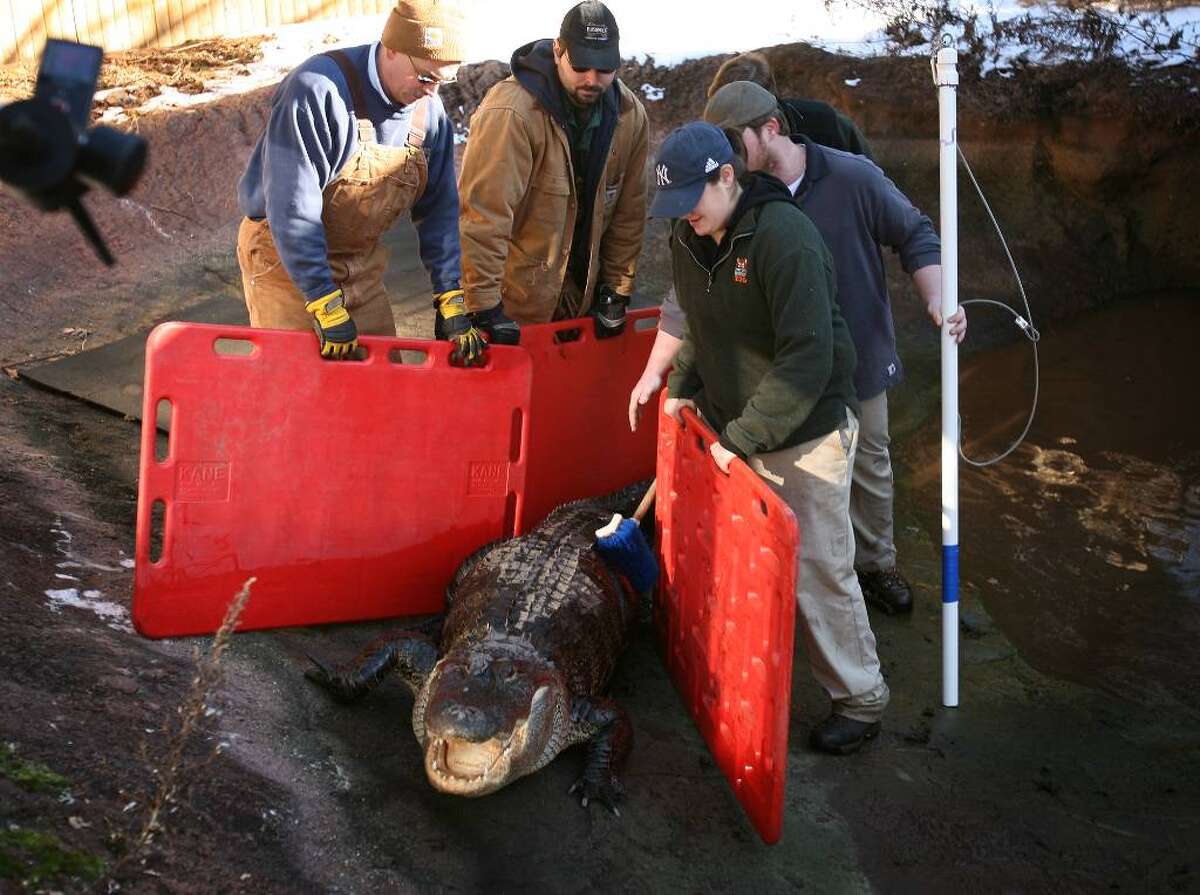 A 'chilling' scene Alligators on the move in Bridgeport