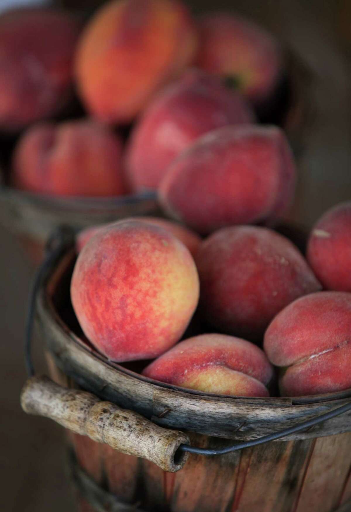 Basket of freshly picked peaches from Engel Orchards near Fredericksburg, TX. Tuesday, May 29, 2012.