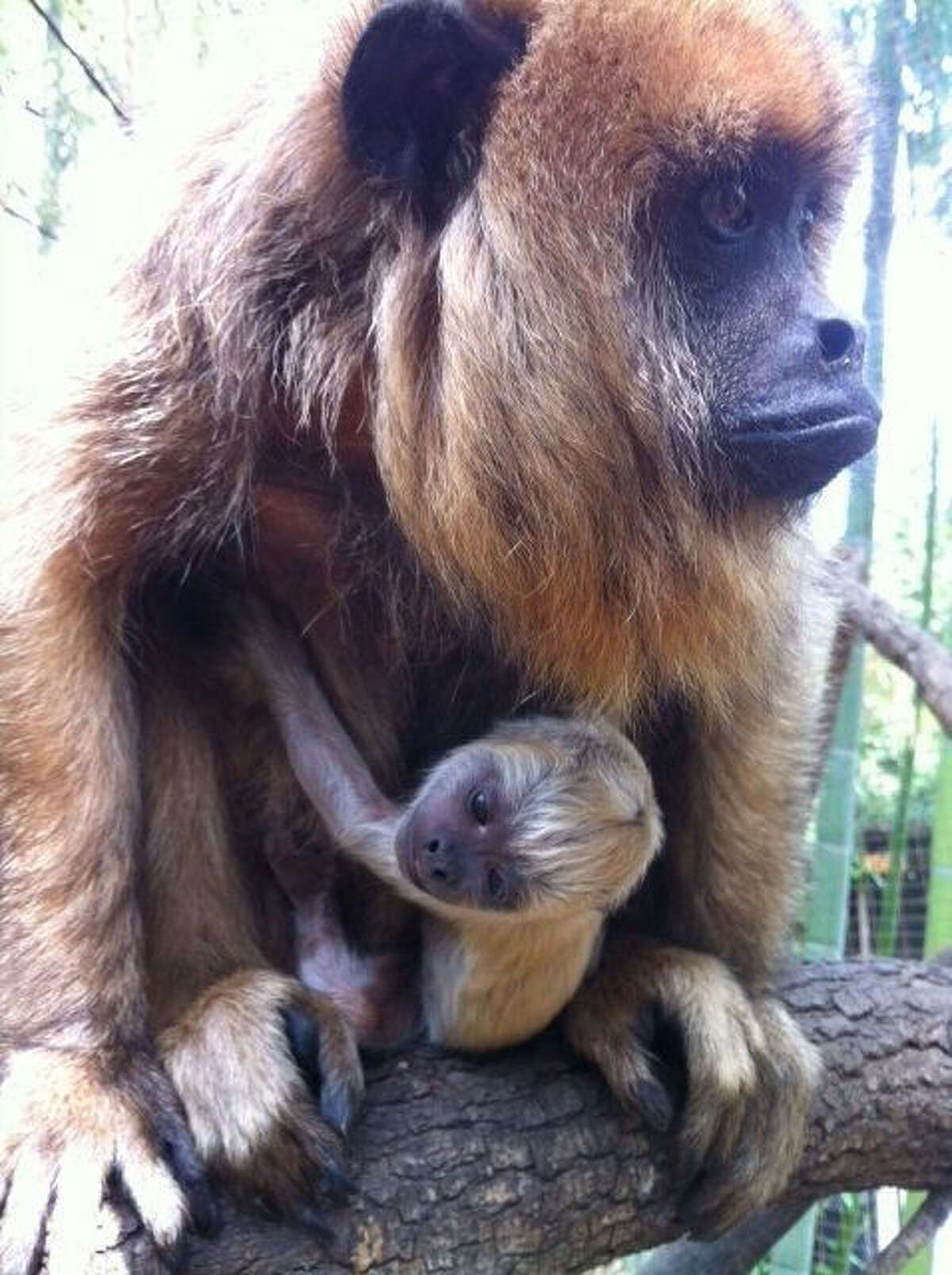 San Antonio Zoo closing monkey habitat for renovation