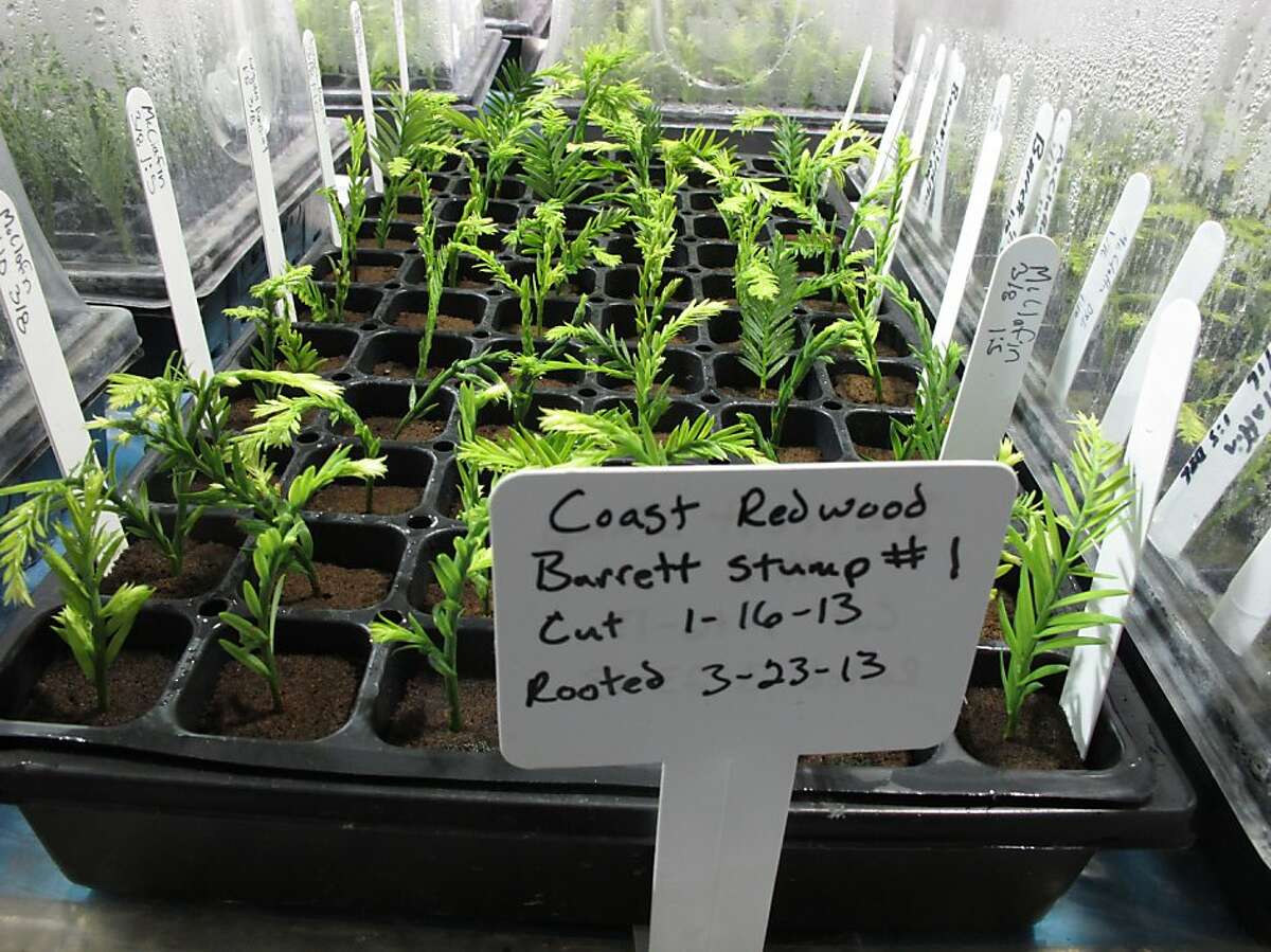 In this photo taken April 18, 2013 shows clones of coastal redwood trees in the Archangel Ancient Tree Archive laboratory in Copemish, Mich. The nonprofit group hopes to plant millions of genetic copies of ancient redwoods around the world. (AP Photo/John Flesher)